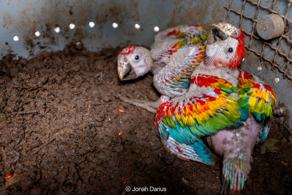 Polluelos de Guacamayos Rojos en Tambopata.
