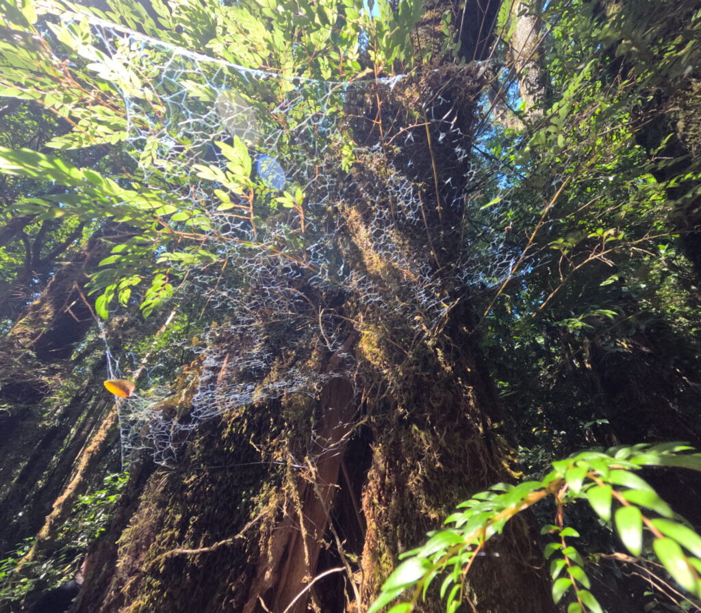 Tela de opilión. Travesía de 11 kilómetros hacia Caleta Huellelhue, Región de Los Lagos. Créditos: ©Proyecto GEF Incentivos para la Conservación y Centro de Pesca Sustentable