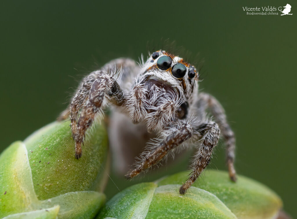 Subtipos de arañas saltarinas