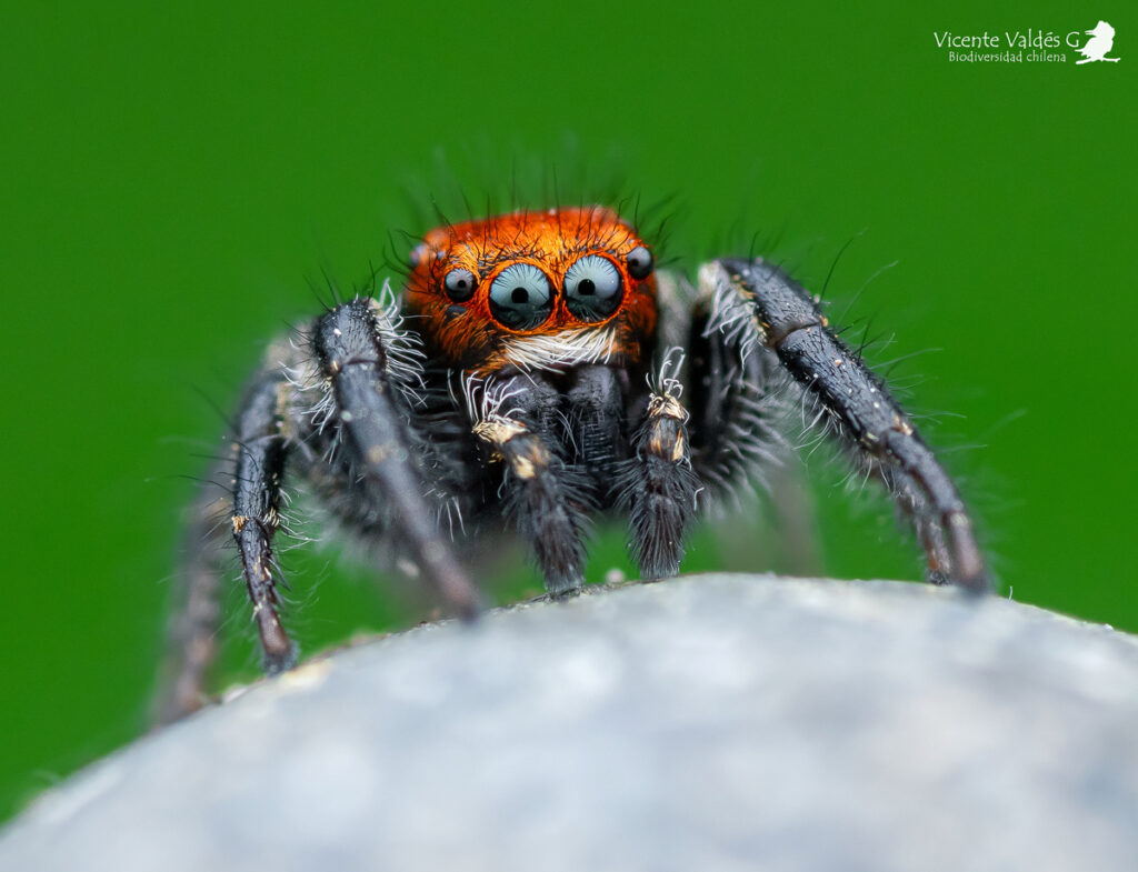 Subtipos de arañas saltarinas