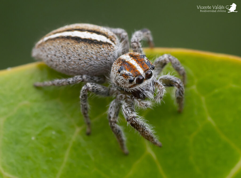 Subtipos de arañas saltarinas