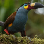 Tucán andino piquilaminado (Andigena laminirostris). Créditos: Humberto Castillo.