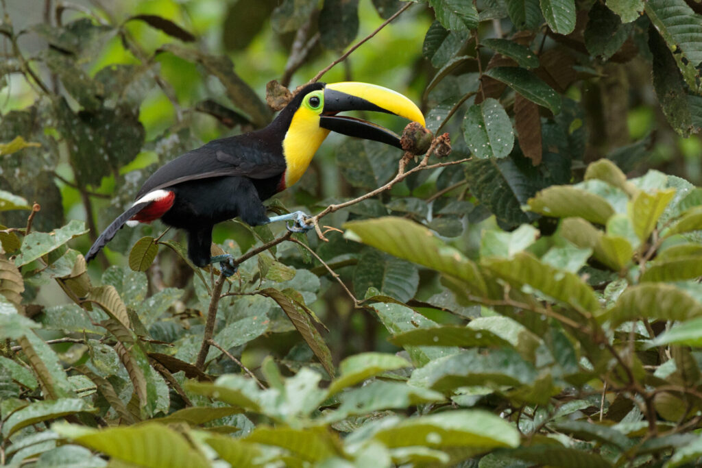 Tucán del Chocó (Ramphastos brevis). Créditos: Humberto Castillo.