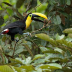 Tucán del Chocó (Ramphastos brevis). Créditos: Humberto Castillo.