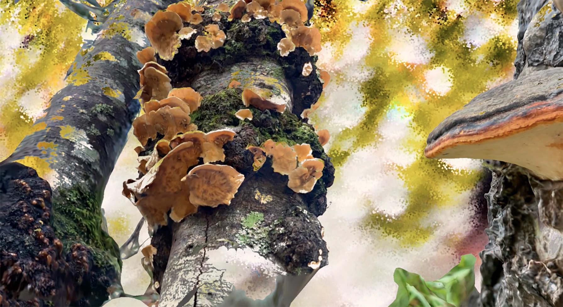 Exposición «Fungi Cosmology»: procesos vivos entre arte, ciencia y naturaleza