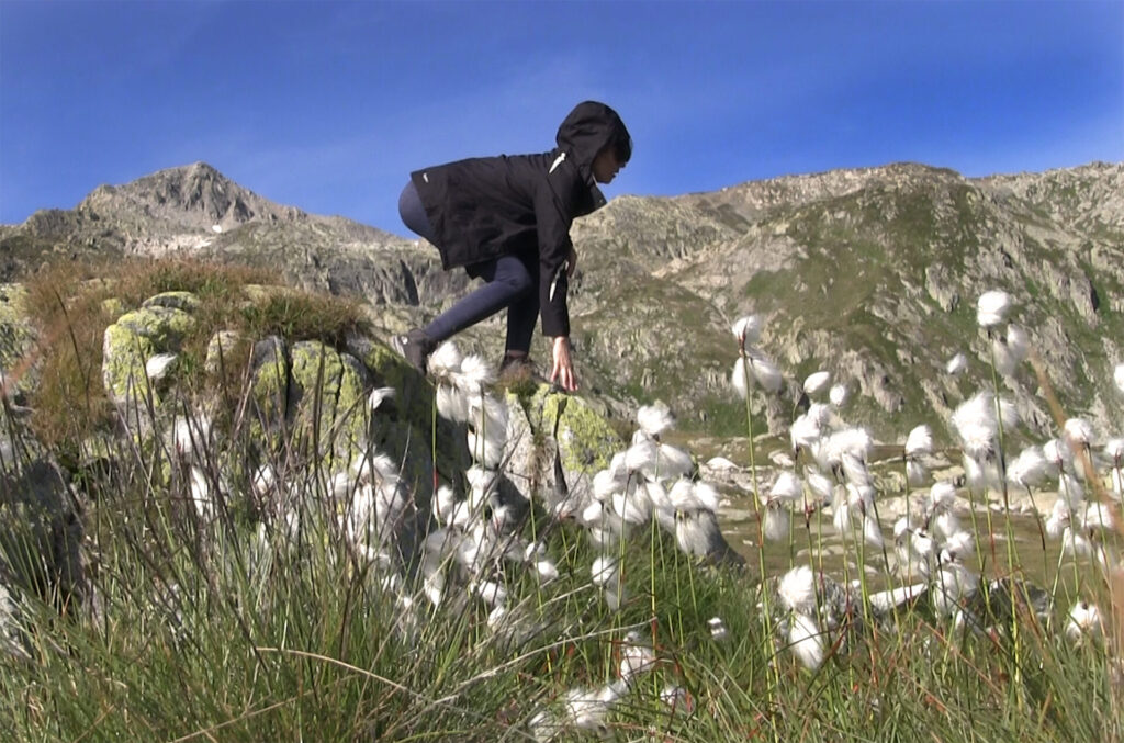 Hongos en la mitad de la pradera