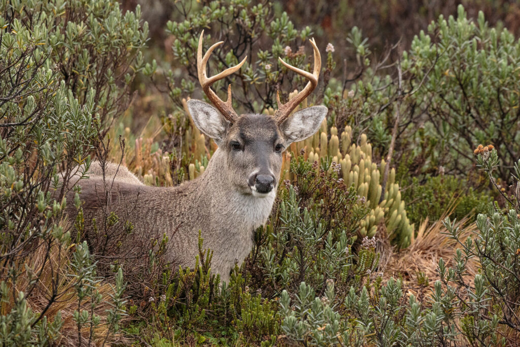 Venado de cola blanca (Odocoileus virginianus). Créditos: Humberto Castillo.