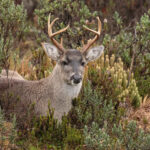 Venado de cola blanca (Odocoileus virginianus). Créditos: Humberto Castillo.