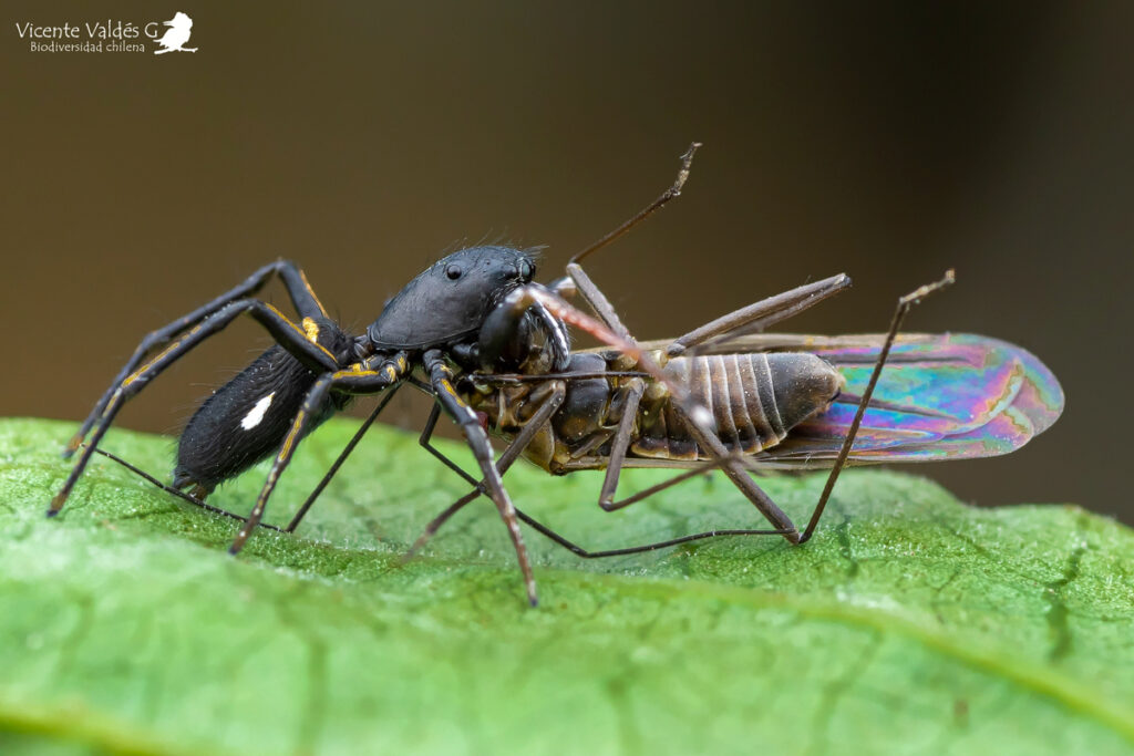 Araña Saltarina combatiendo a su presa