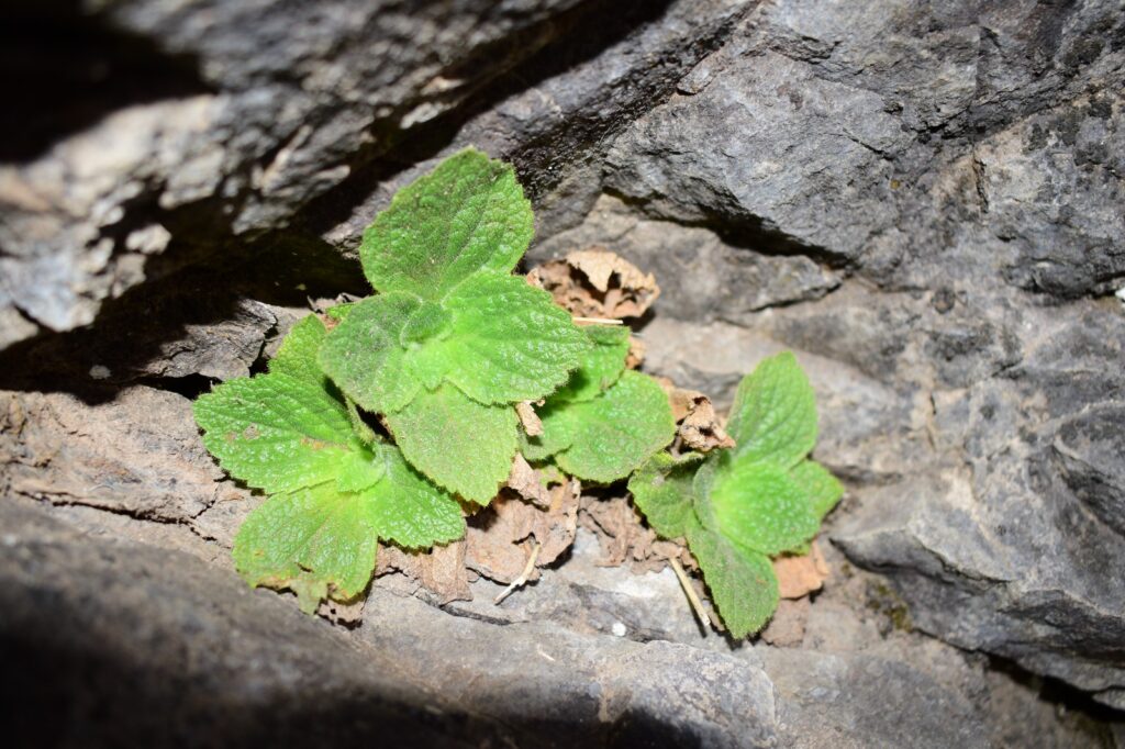 Hojas de la planta Calceolaria chasmophila