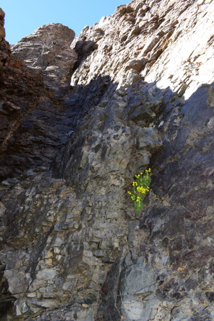  Calceolaria chasmophila