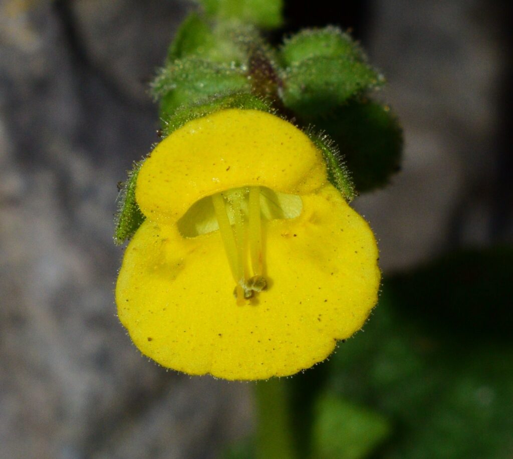 Calceolaria chasmophila