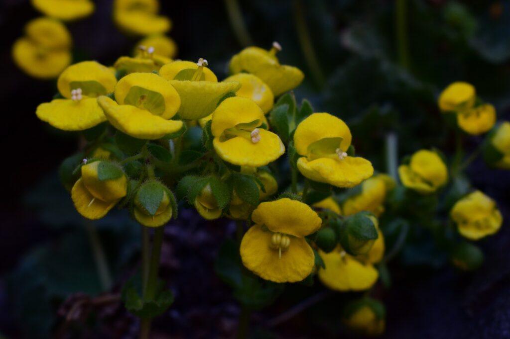 Calceolaria chasmophila