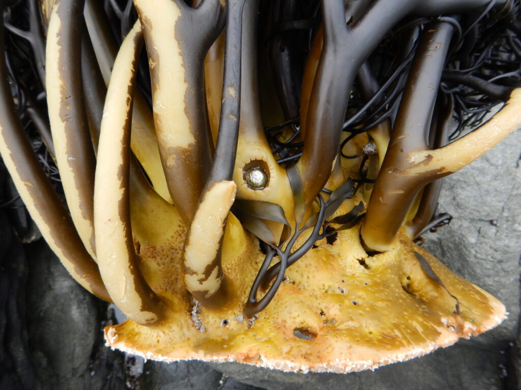 Conchas de S.scurria provenientes de sitios arqueológicos. Viven en las algas, por lo que en contextos donde no se conservan las algas, son utilizadas como proxy para identificar su presencia y uso en el pasado. Créditos: Carola Flores