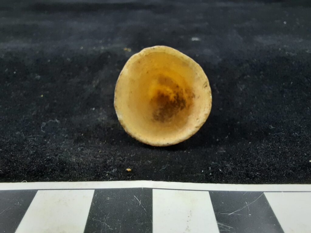 Conchas de S.scurria provenientes de sitios arqueológicos. Viven en las algas, por lo que en contextos donde no se conservan las algas, son utilizadas como proxy para identificar su presencia y uso en el pasado. Créditos: Carola Flores