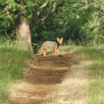 Foto cortesía de Área de Conservación Cañicura