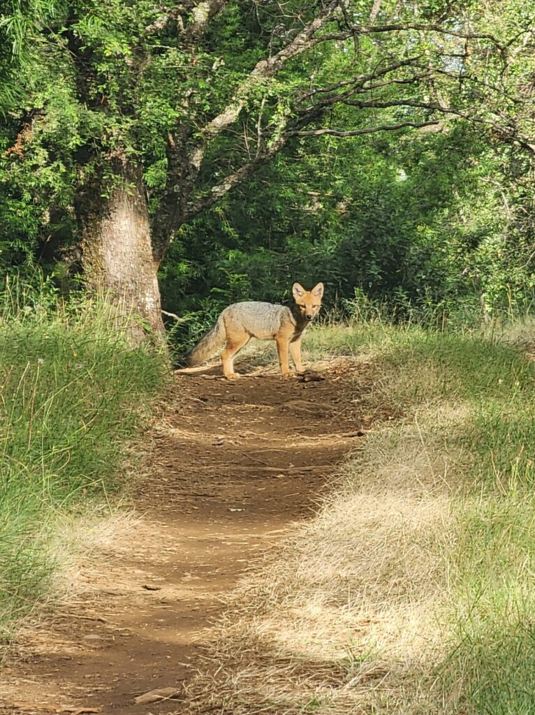 Foto cortesía de Área de Conservación Cañicura