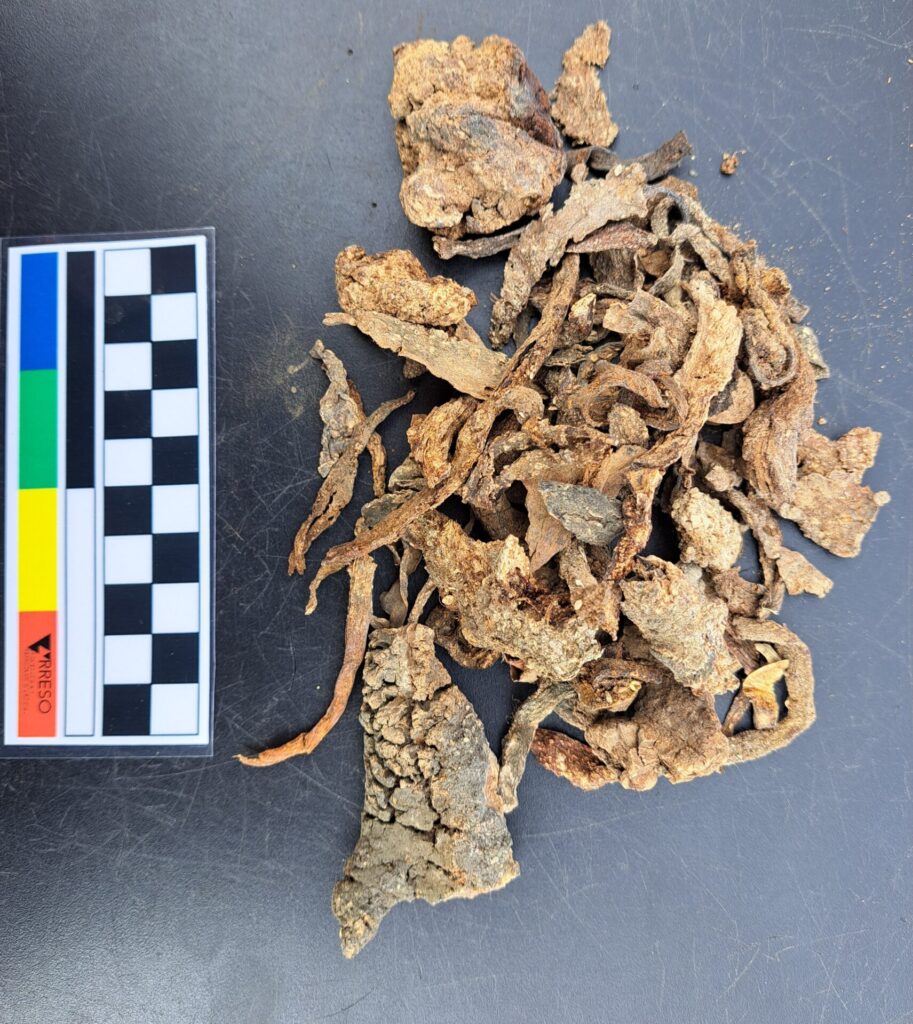 Restos de algas encontradas en sitios arqueológicos. Pueden tener miles de años de antigüedad. Créditos: Carola Flores