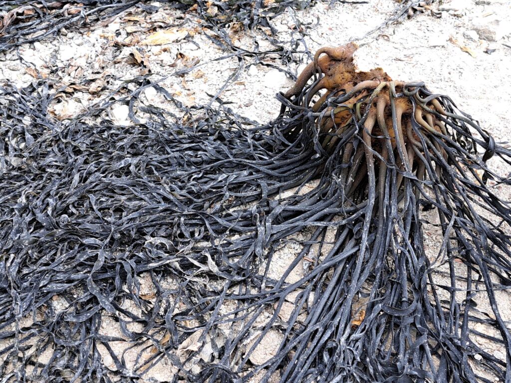 Algas modernas secándose en las playas del norte de Chile. Créditos: Carola Flores