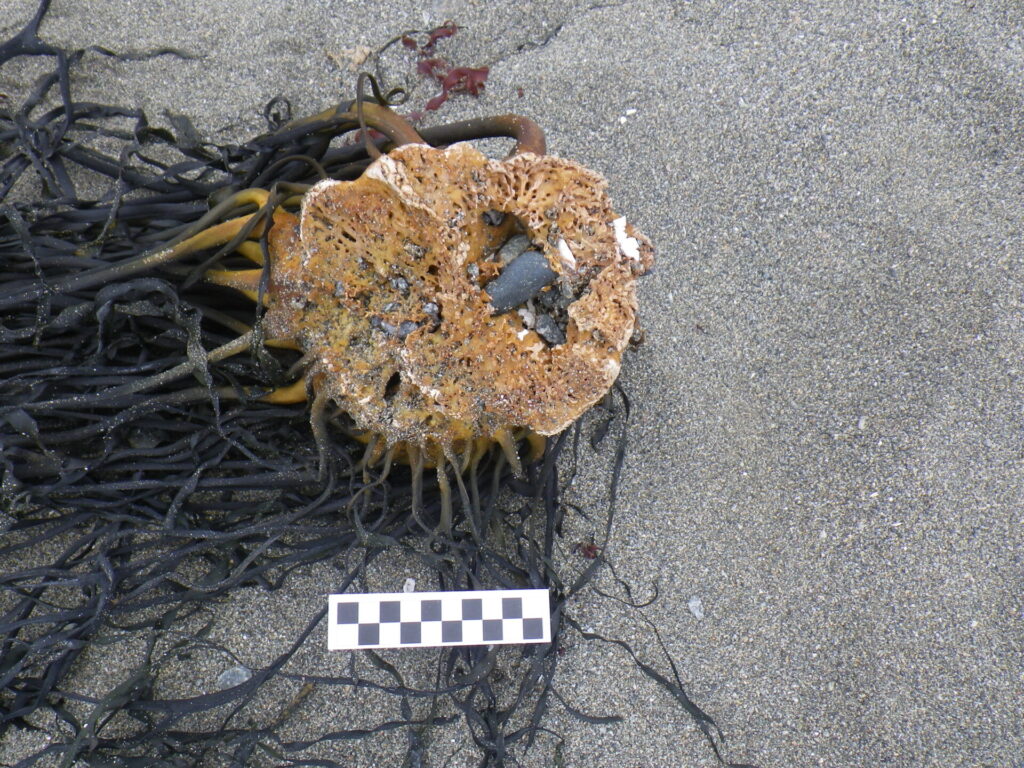 Algas modernas secándose en las playas del norte de Chile. Créditos: Carola Flores