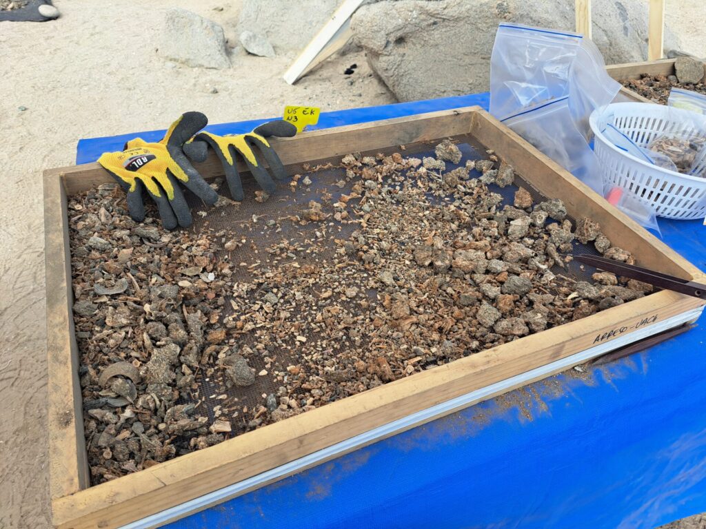 Material que queda luego de harnear la tierra obtenida de la excavación arqueológica. Este material es posteriormente separado y contiene restos de algas utilizadas durante el pasado por los grupos costeros de la costa de Chile. Créditos: Carola Flores