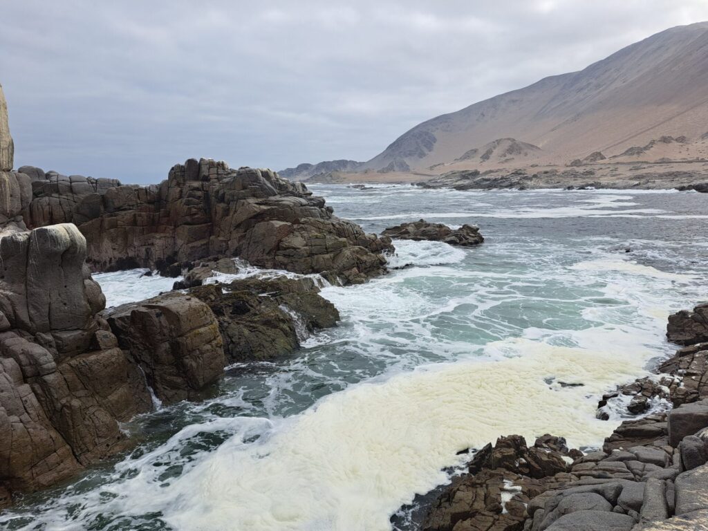 Costa del norte de Chile donde se encuentran sitios arqueológicos son evidencia directa (restos secos de algas) e indirecta (por ejemplo conchas de S.scurria) de algas. Créditos: Carola Flores