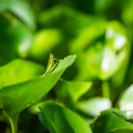 foto de Annais Pascual