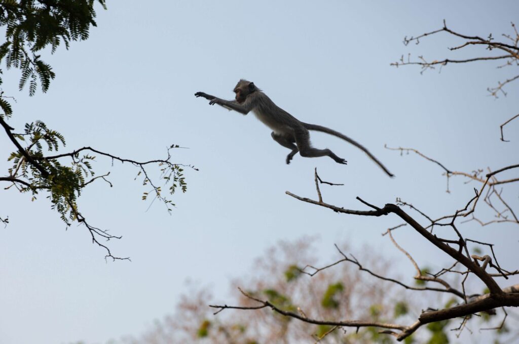 Monos, foto de Anton L. Delgado para Bloomberg Businessweek