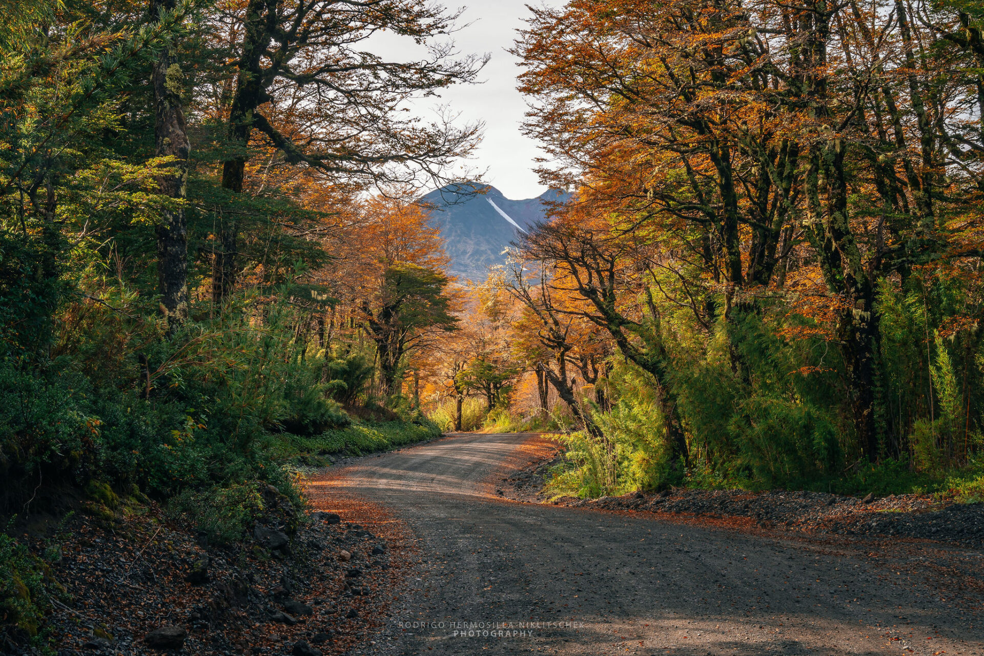 Desde Los Lagos a La Araucanía: Un clásico espectáculo otoñal en el sur de Chile