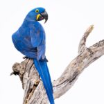 foto de Annais Pascual