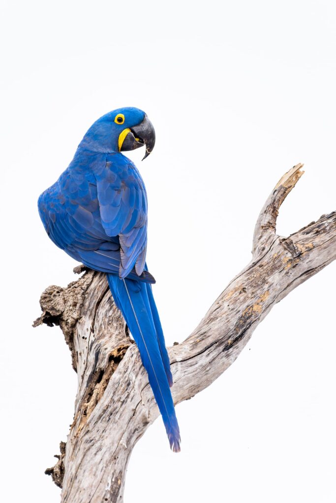 foto de Annais Pascual