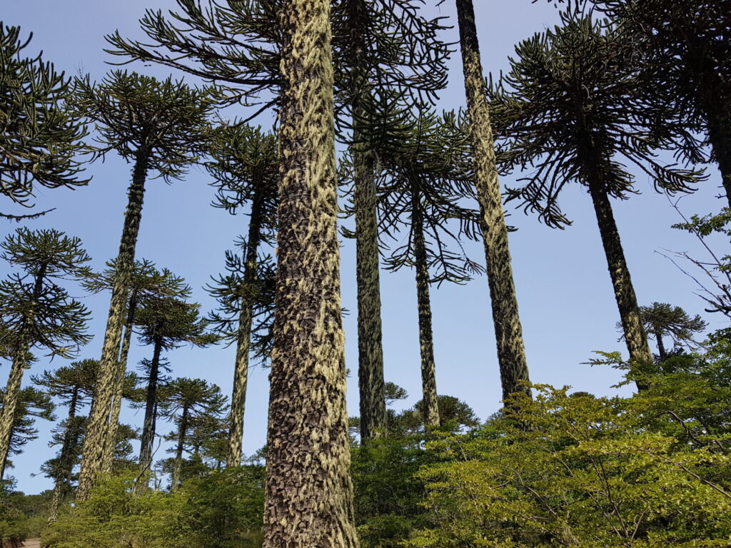 Araucarias en Conguillío. Créditos: Karina Ocampo.