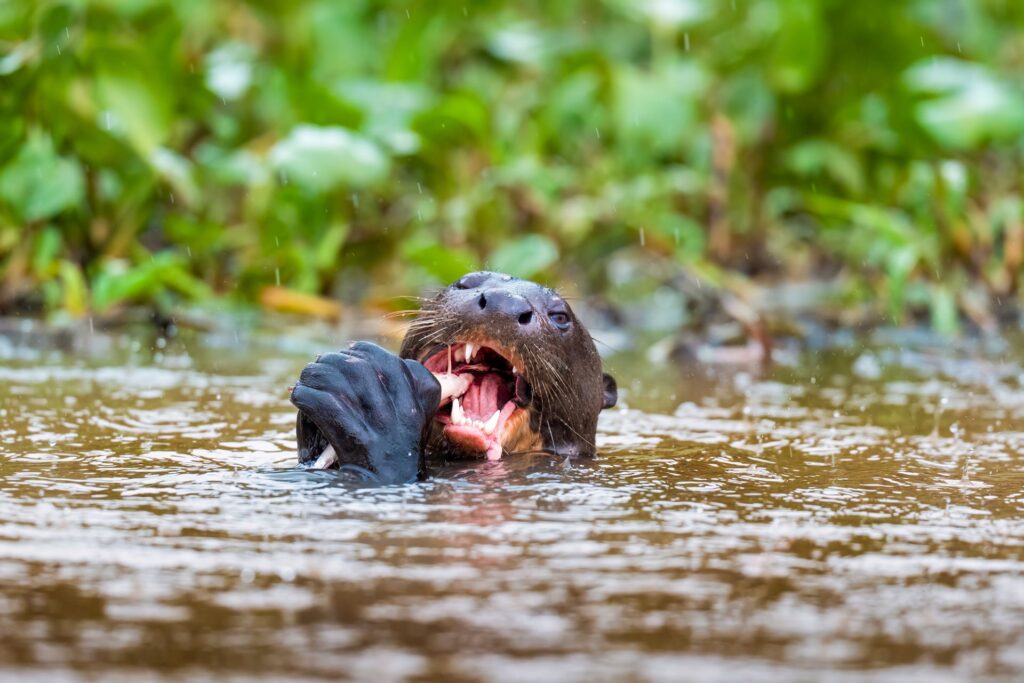 foto de Annais Pascual