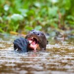 foto de Annais Pascual