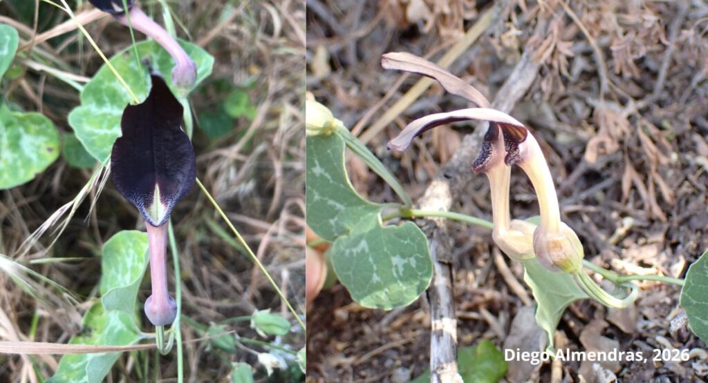 Aristolochia bridgesii. Créditos (CC-BY): Frank, D., Almendras, D., Novoa, P. et al.