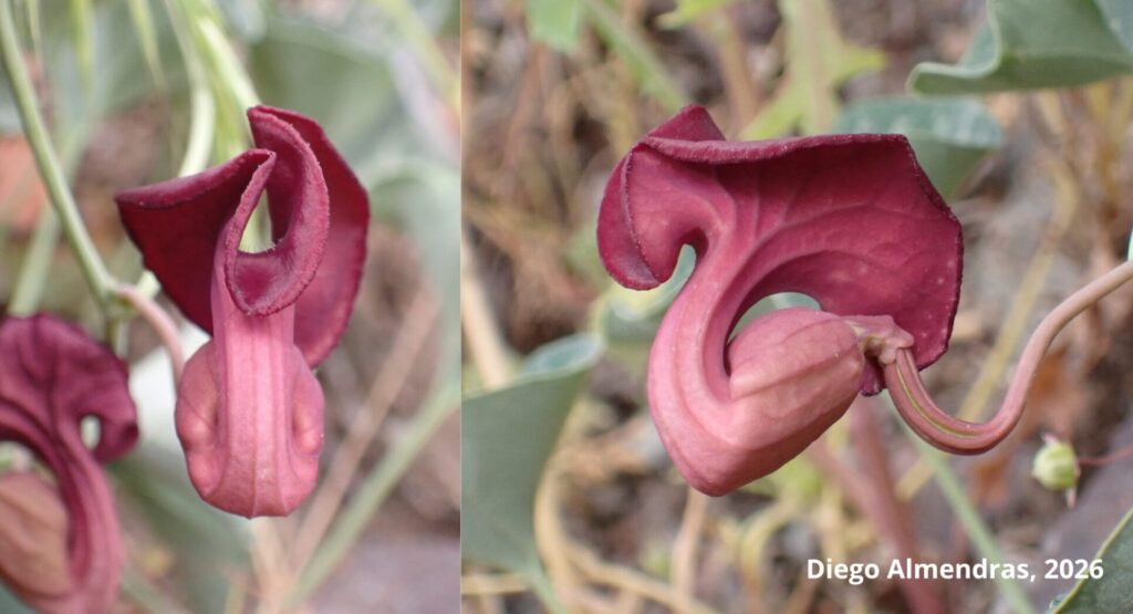 Aristolochia distorta. Créditos (CC-BY): Frank, D., Almendras, D., Novoa, P. et al.