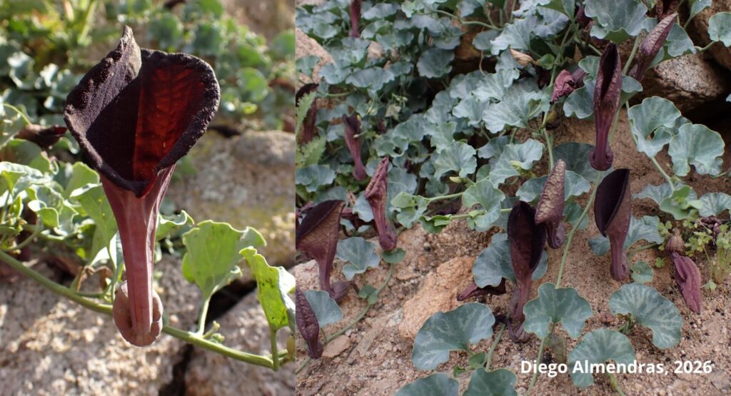 Aristolochia marinae. Créditos (CC-BY): Frank, D., Almendras, D., Novoa, P. et al.