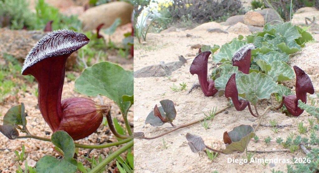 Aristolochia vaginans. Créditos (CC-BY): Frank, D., Almendras, D., Novoa, P. et al.