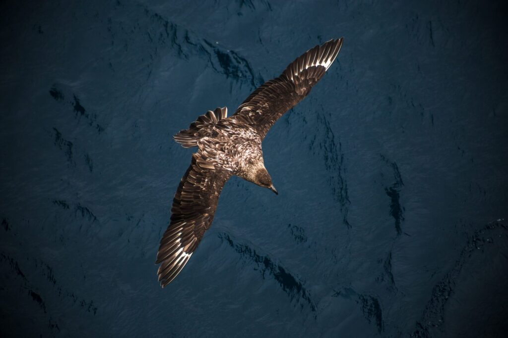 Ave skua antártica. Créditos: ©Harry Diaz / INACH