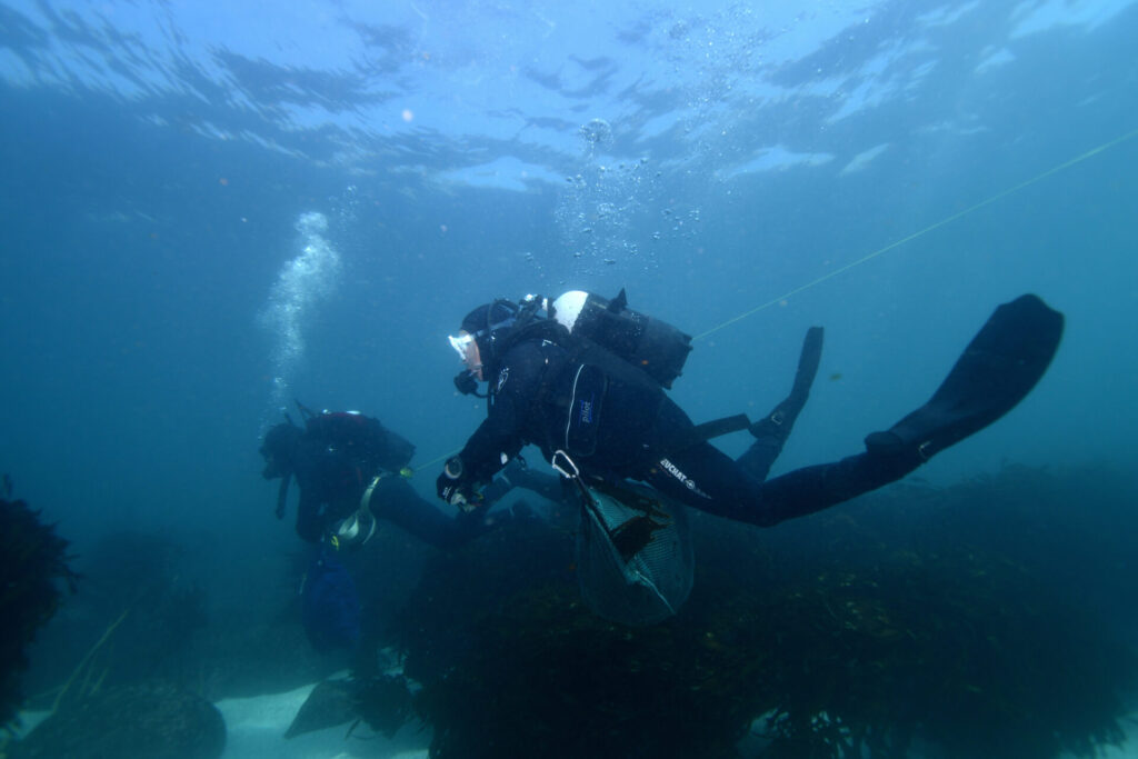 Foto submarina, foto de Nicolás Acuña
