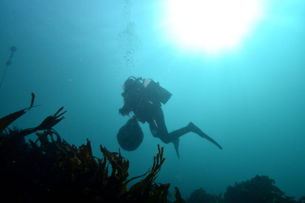 Foto submarina, foto de Nicolás Acuña