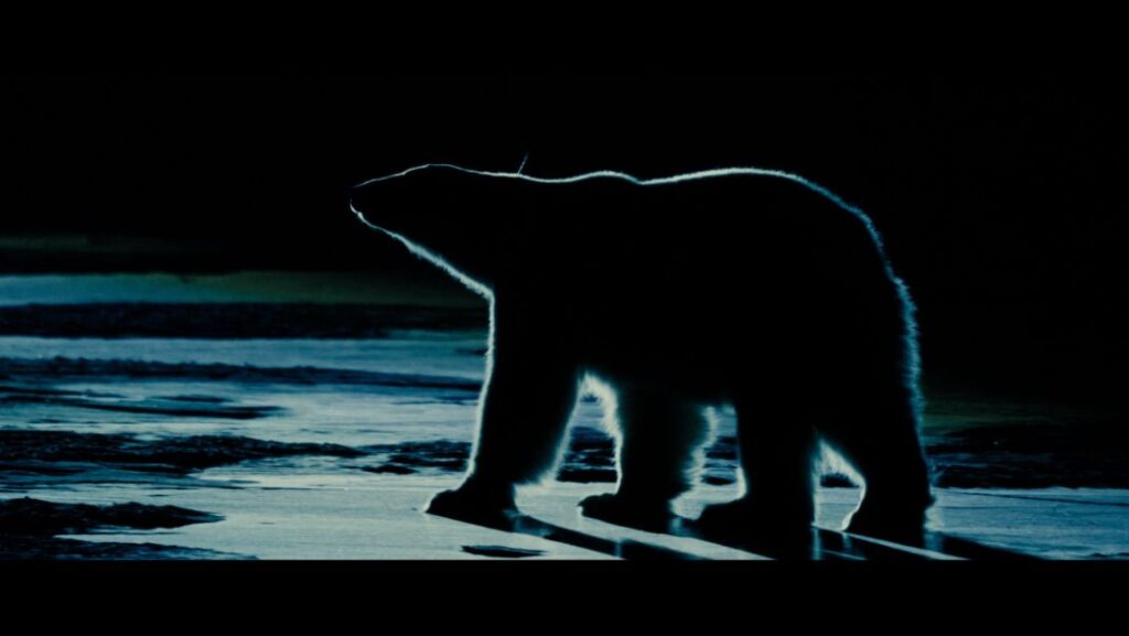 foto cortesía de Nuisance Bear