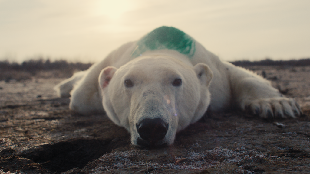 foto cortesía de Nuisance Bear