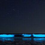 Bioluminiscencia en Guanaqueros. Créditos: Rafael Canihuante