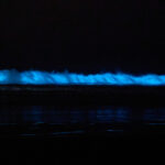 Bioluminiscencia en Guanaqueros. Créditos: Rafael Canihuante