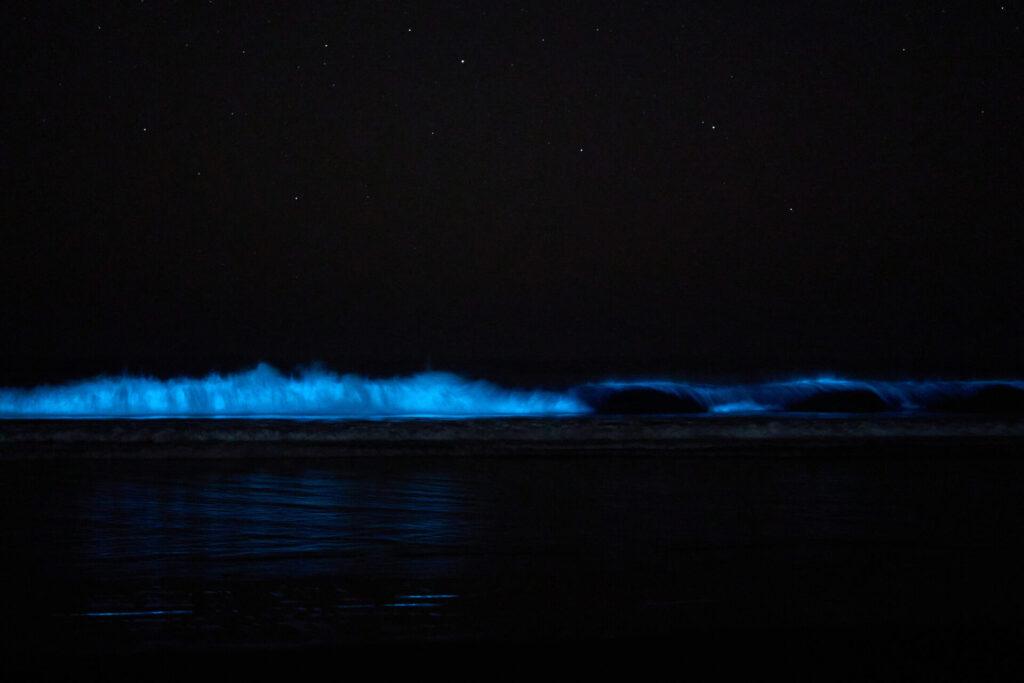 Bioluminiscencia en Guanaqueros. Créditos: Rafael Canihuante