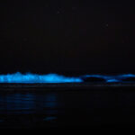 Bioluminiscencia en Guanaqueros. Créditos: Rafael Canihuante