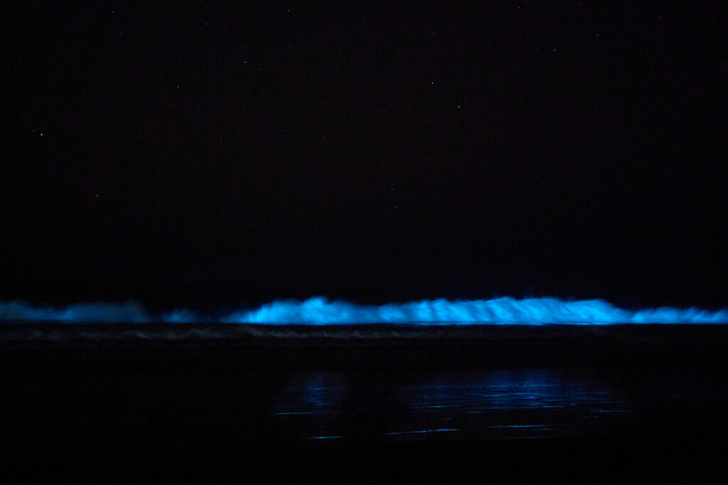 Bioluminiscencia en Guanaqueros. Créditos: Rafael Canihuante