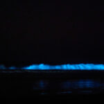 Bioluminiscencia en Guanaqueros. Créditos: Rafael Canihuante