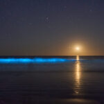 Bioluminiscencia en Guanaqueros. Créditos: Rafael Canihuante